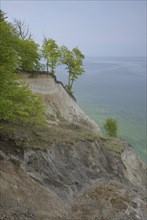 Trees growing on the steep coast with chalk cliffs