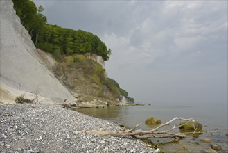Trees growing on the steep coast with chalk cliffs