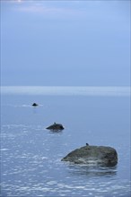 White Wagtail (Motacilla alba) sitting on a rock