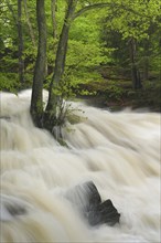 Waterfall on the Selke River during a flood