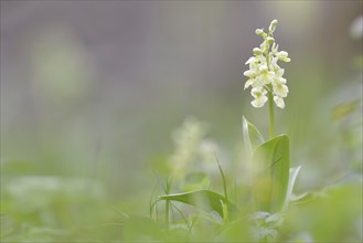 Pale-flowered Orchid (Orchis pallens)