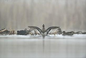 Garganey  ducks(Anas querquedula) in the morning mist