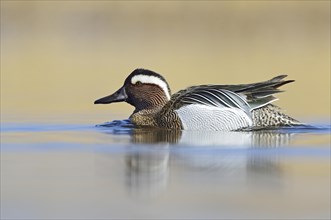 Garganey duck (Anas querquedula)