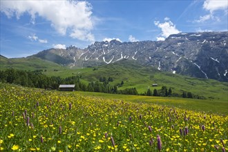 Blooming alpine meadows looking towards the Denti di Terrarossa mountains