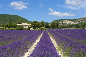 View over a lavender field towards the village