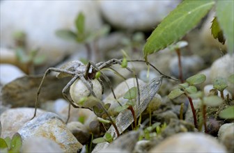 Raft Spider (Dolomedes fimbriatus) with cocoon