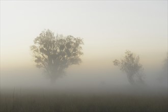 Morning mist over the Danube floodplains