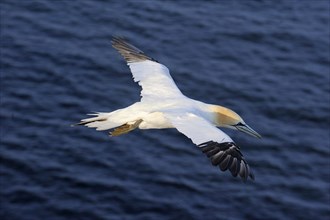 Northern Gannet (Morus bassanus) flying over the North Sea