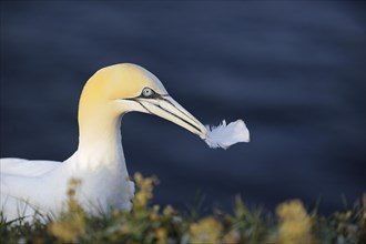 Northern Gannet (Morus bassanus) holding a feather in its beak