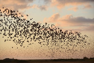 Large flock of Starlings (Sturnus vulgaris) during an evening flight to the roost