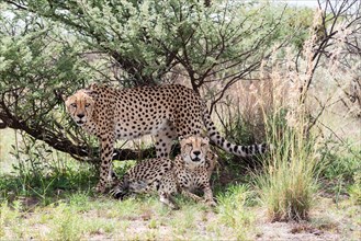Two cheetahs (Acinonyx jubatus) under a bush