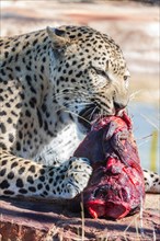Leopard (Panthera pardus) gnawing on a chunk of meat