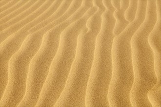 Wave-shaped structure in the sand dunes
