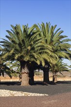 Palm trees in the lava gardens of the Centro de Artesania Molino de Antigua open-air museum