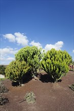Plants of the Spurge family (Euphorbiaceae)