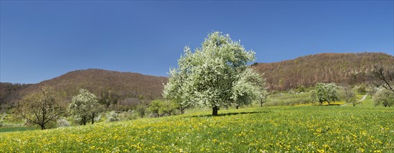 Blossoming Wild Cherry or Sweet Cherry (Prunus avium) on a spring meadow