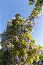 Blooming Wisteria in the Mirabell Gardens