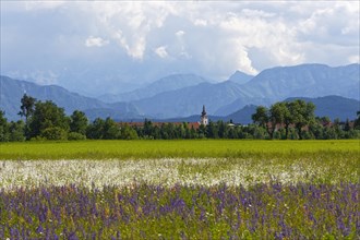 Flower meadow