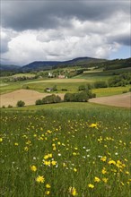 Cultivated landscape with a flower meadow