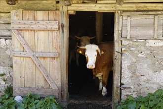 Cow in a mountain pasture hut