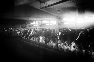 Cows in a milking parlour in a dairy farm
