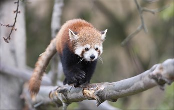 Red Panda (Ailurus fulgens) climbing on a branch