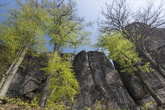Beech tree in spring at the Bastei rock formation