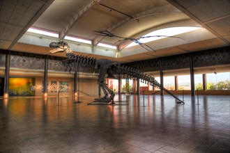 Dinosaur skeleton in Museo del Desierto