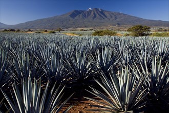 Field of agaves