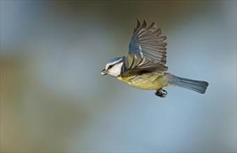 Blue Tit (Cyanistes caeruleus