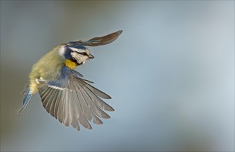 Blue Tit (Cyanistes caeruleus