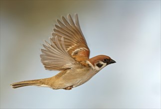 Eurasian Tree Sparrow (Passer montanus) in flight