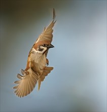 Eurasian Tree Sparrow (Passer montanus) in flight