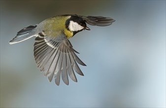 Great Tit (Parus major) in flight