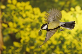 Great Tit (Parus major) in flight