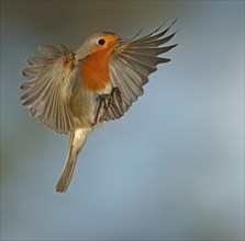 Robin (Erithacus rubecula) in flight