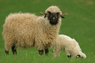 Valais Blacknose sheep (Ovis orientalis aries)