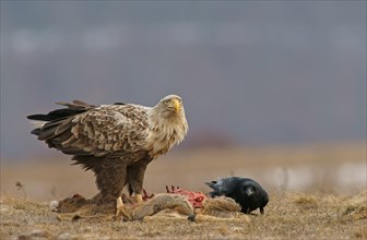 White-tailed Eagle or Sea Eagle (Haliaeetus albicilla) and a Raven (Corvus corax) with the carcass of a deer