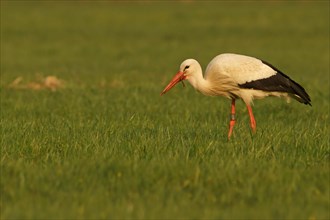 White Stork (Ciconia ciconia) with earthworm as prey