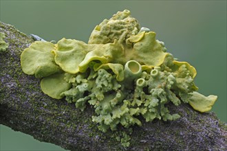 Yellow lichens (Xanthoria polycarpa)