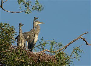Grey Herons (Ardea cinerea) in a nest
