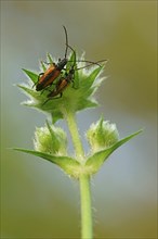 Fairy Ring Longhorn Beetles (Leptura livida)