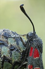 Carniolan Burnet Moth (Zygaena carniolica)