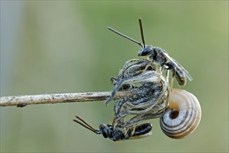 Sweat Bees or Halictid Bees (Halictus calceatus or Lasioglossum calceatum) on a wilted flower with a Snail (Helicidae)