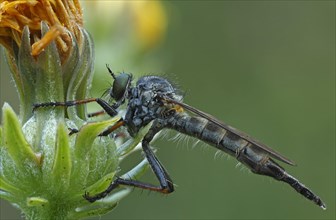 Common Robberfly (Tolmerus atricapillus)