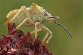 Stink Bug (Carpocoris fuscispinus)