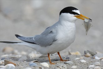 Little Tern (Sterna albifrons) with a small plaice