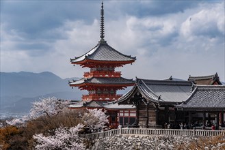 Pagoda and Zuigudo-Hall of the Kiyomizu-dera temple to the cherry blossom
