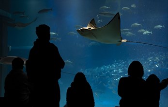 Silhouettes of visitors in front of a large aquarium with fish