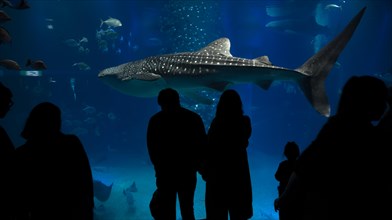 Silhouettes of visitors in front of a large aquarium with sea fish